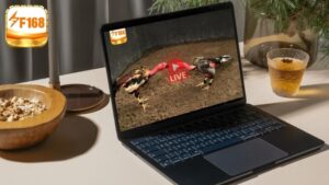 Trải Nghiệm Thực Tế Khi Xem Đá Gà Tại F168 Với Hình Ảnh Sắc Nét