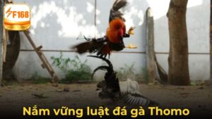 Tìm Hiểu Chi Tiết Về Luật Đá Gà Thomo Chuẩn Quốc Tế Hiện Nay