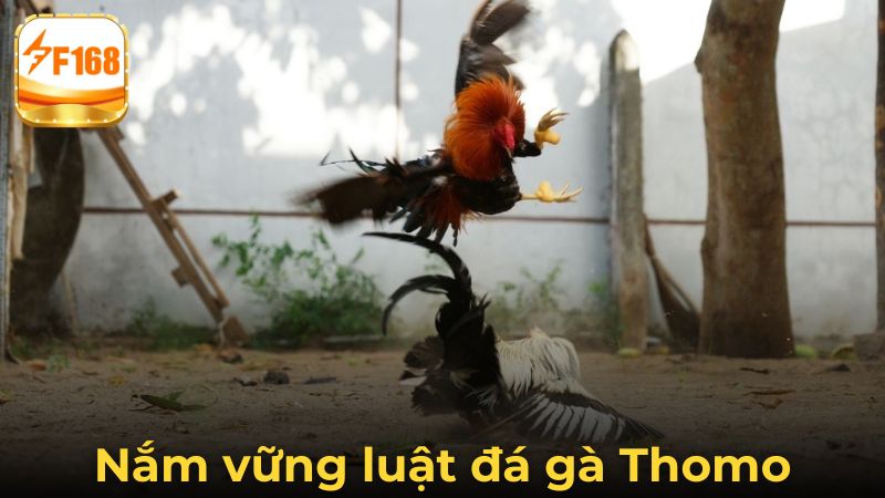 Tìm Hiểu Chi Tiết Về Luật Đá Gà Thomo Chuẩn Quốc Tế Hiện Nay